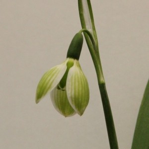 Galanthus 'Rosemary Burnham'