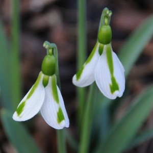 Galanthus 'South Hayes'