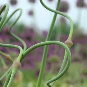 Allium tuncelianum