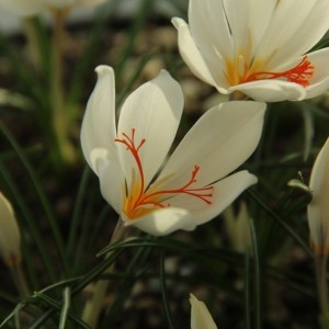 Crocus boryi