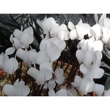 Cyclamen graecum forma album