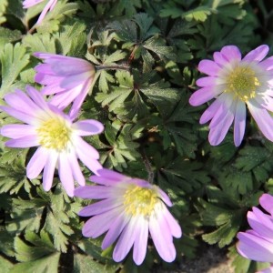 Anemone blanda 'Charmer'