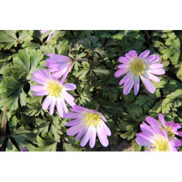 Anemone blanda 'Charmer'