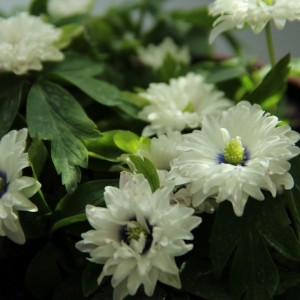 Anemone nemorosa 'Blue Eyes'