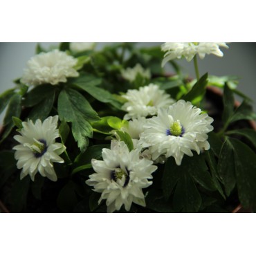 Anemone nemorosa 'Blue Eyes'