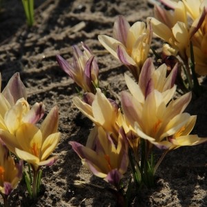 Crocus angustifolius 'Bronze Form'