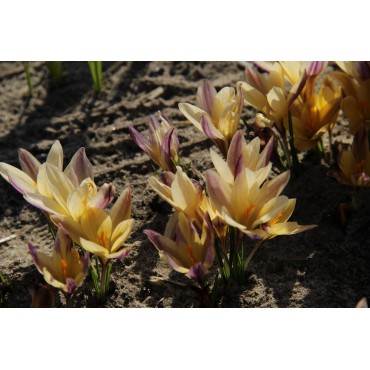 Crocus angustifolius 'Bronze Form'