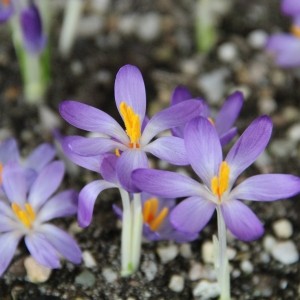 Crocus tommasinianus 'Whitewell Purple'