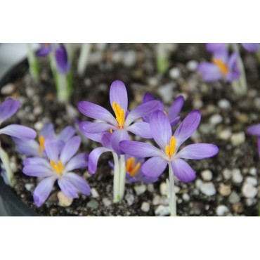 Crocus tommasinianus 'Whitewell Purple'