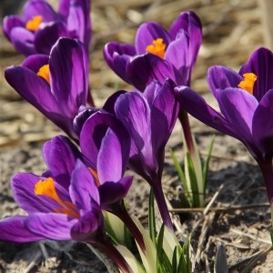 Crocus vernus 'Flower Record'