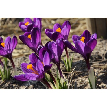 Crocus vernus 'Flower Record'