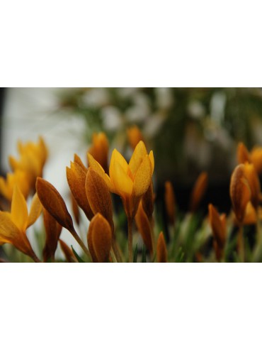 Crocus vitellinus