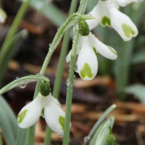 Galanthus 'Trumps'