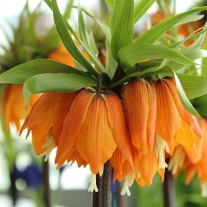 Fritillaria imperialis 'Garland Star'