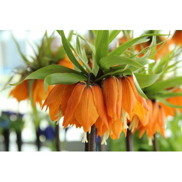 Fritillaria imperialis 'Garland Star'