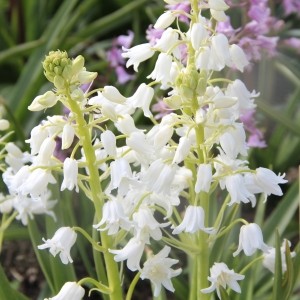 Hyacinthoides hispanica 'White City'