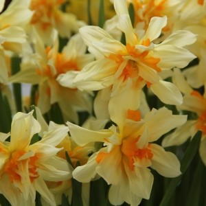 Narcissus 'Richard Bennet'