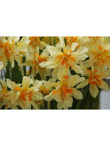 Narcissus 'Richard Bennet'