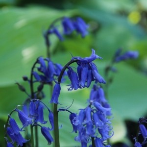 Hyacinthoides non-scripta