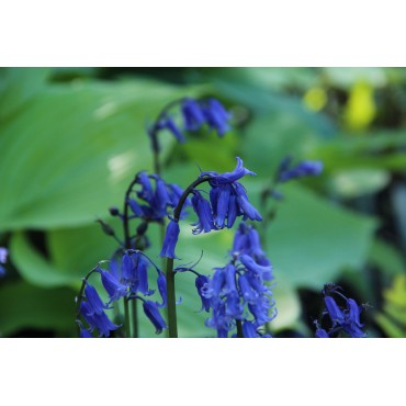 Hyacinthoides non-scripta