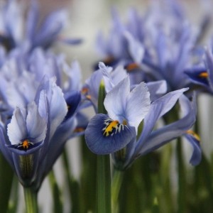 Iris reticulata 'Alida'