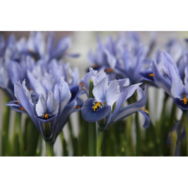 Iris reticulata 'Alida'