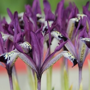 Iris reticulata 'Spot On'