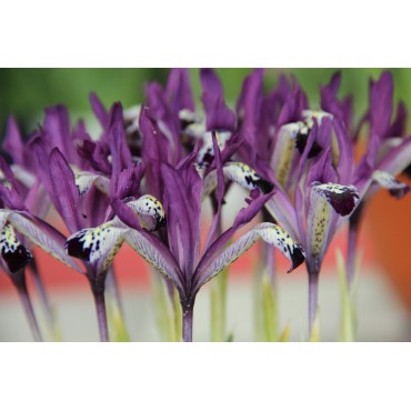 Iris reticulata 'Spot On'