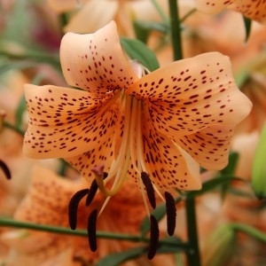 Lilium 'Tiger Babies'