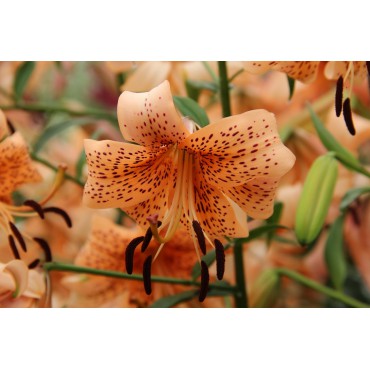 Lilium 'Tiger Babies'