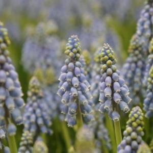 Muscari armeniacum