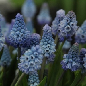 Muscari azureum