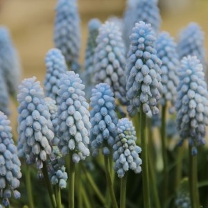 Muscari 'Baby Breath'