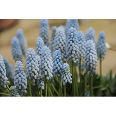 Muscari 'Baby Breath'