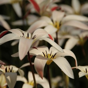 Tulipa clusiana var. stellata