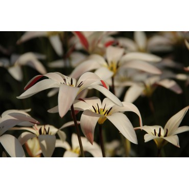 Tulipa clusiana var. stellata