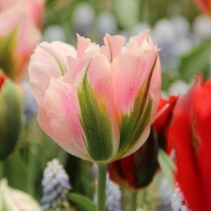 Tulipa 'China Town'