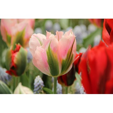 Tulipa 'China Town'