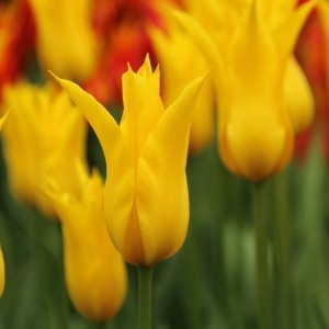 Tulipa 'Flashback'