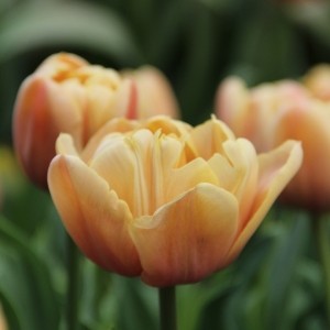 Tulipa 'La Belle Epoque'