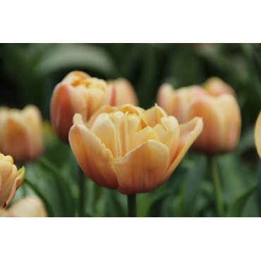 Tulipa 'La Belle Epoque'