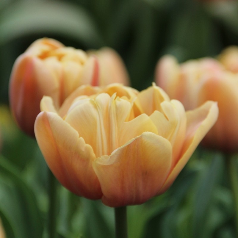 Tulipa 'La Belle Epoque'