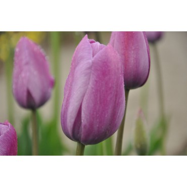 Tulipa 'George Grappe'