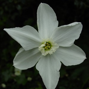 Narcissus 'Polar Ice'