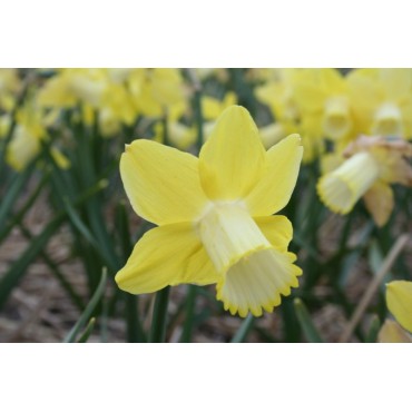 Narcissus 'Inca'