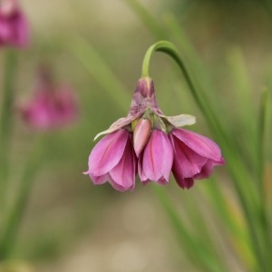 Allium insubricum