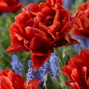 Tulipa 'Pieter Geraedts'