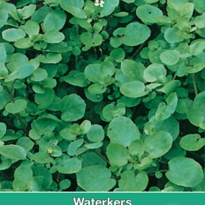 Waterkers / Nasturtium