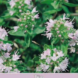 Tijm / Thymus