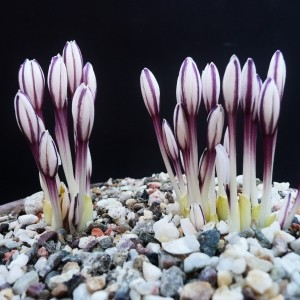 Colchicum kesselringii